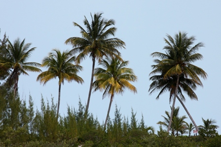 Palmen