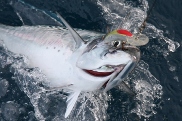Tunfisch